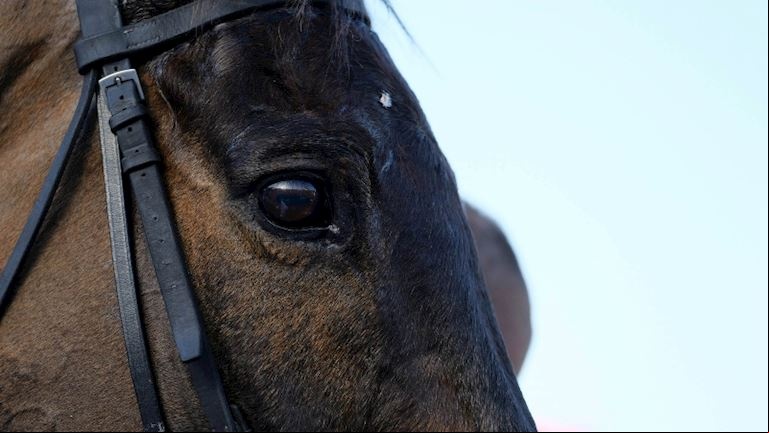Picking a winner by eye