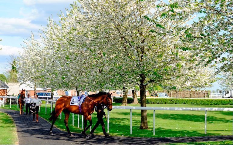 The paddock / Parade Ring