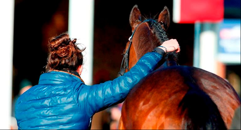 Horse Welfare